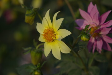 Dahlia is a genus of bushy, tuberous, herbaceous perennial plants native to Mexico and Central...