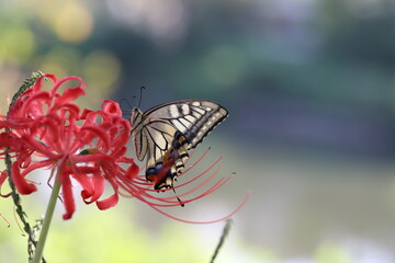 Fototapeta na wymiar 秋のヒガンバナの花の蜜を吸うアゲハチョウ