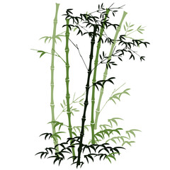 Fototapeta na wymiar Illustration of bamboo groveNo.3