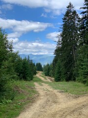 Obraz premium road in the forest