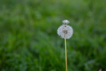 dandelion on green grass