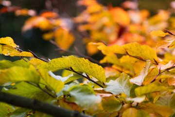 Colorful autumn leaves on a tree shimmering in golden and red light