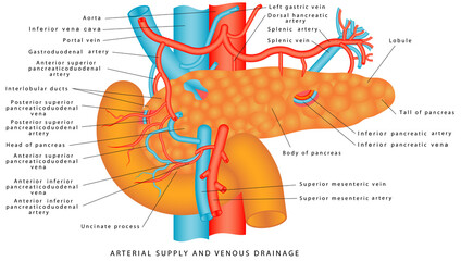 Blood supply of the pancreas. The vasculature of the pancreas.  Arterial supply and venous drainage of the pancreas and spleen. Anatomy of the pancreas and upper abdomen. Structure and function of Sto