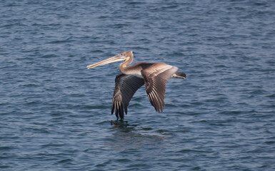 A pelican gliding over blue water