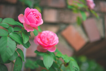 煉瓦とバラ3