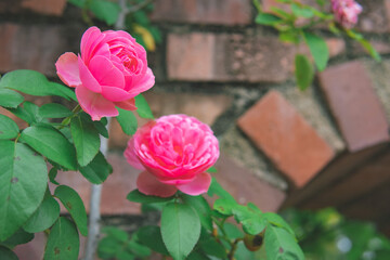 煉瓦とバラ2