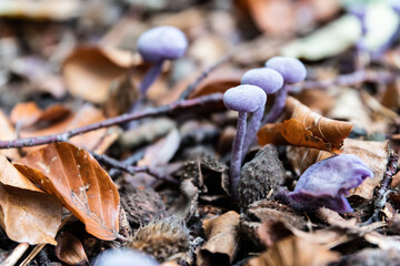 Violet mushrooms in the autumn woods