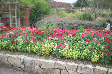 庭園に咲く花畑1