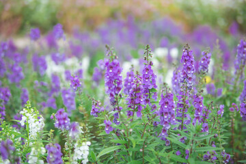 ラベンダーの花畑3