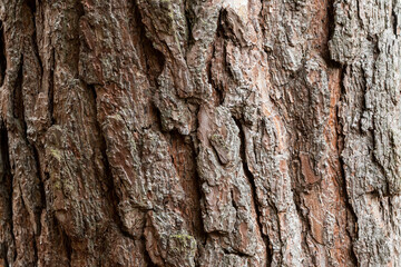 Wood texture of a tree trunk as background
