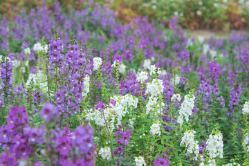 Naklejka premium ラベンダーの花畑1