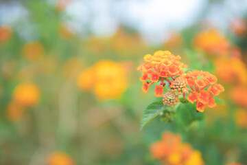 ランタナの花畑4