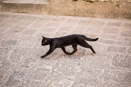 Black Cat Crossing Road, Black Kitty, City Cat