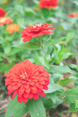 カラフルな花畑7