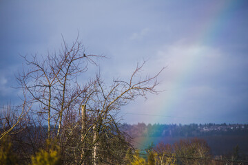 Rainbow Near Trees in Fall or Winter