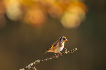 chardonneret élégant