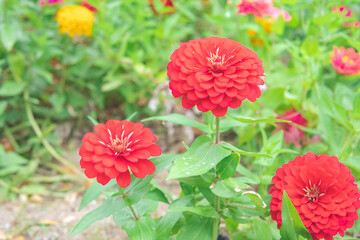 カラフルな花畑5