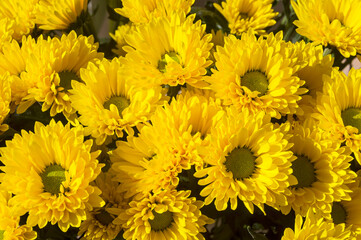 Bright blooming yellow chrysanthemums.