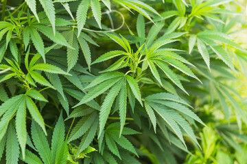Cannabis Leaves Details at Outdoor Cannabis Farm