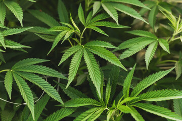 Cannabis Leaves Details at Outdoor Cannabis Farm