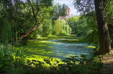 An old overgrown pond in the park