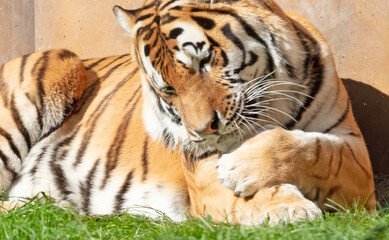 Fototapeta na wymiar Tiger (Panthera Tigris Altaica) cleaning himself in a garden