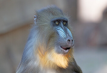 Mandril monkey with colourful snout staring intently