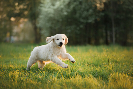 golden retriever puppy on the grass. happy dog walking in the park. 