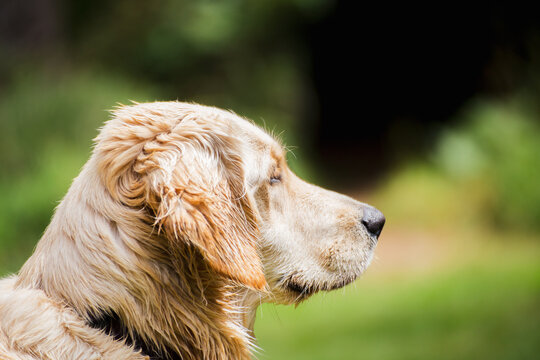 Side Profile of Adult Retriever Dog