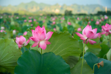 Pink lotus flowers among green leaves on lake