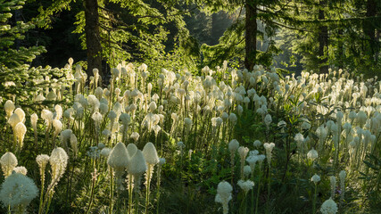 Obraz premium Bear-grass (Xerophyllum tenax) and Douglas Fir (Pseudotsuga menziesii) in Western Oregon.