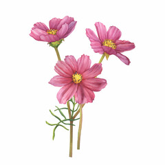 Bouquet with pink flower of cosmea (Cosmos bipinnatus, Mexican aster, garden cosmos). Watercolor hand drawn painting illustration isolated on white background.