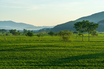 Fototapeta na wymiar Tea plantation in Huong Son district, Ha Tinh province, Vietnam