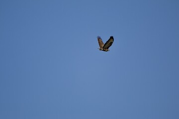 common buzzard flying in the air