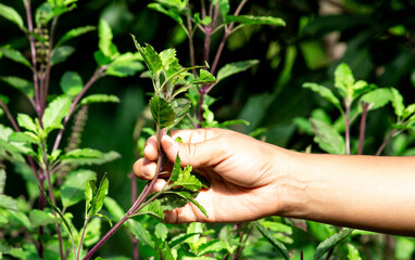 Women's hands collect basil leaves in the backyard vegetable garden. Organic vegetable concept. Agriculture and healthy food.