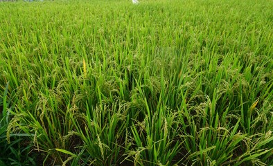 Close-up of green rice fields, Sunny weather background.
