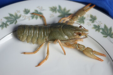 live crayfish. green crayfish on a plate
