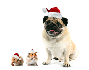 Cute pug dog and hamsters in Santa hats on white background