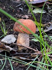 orange cap boletus mushroom in the forest