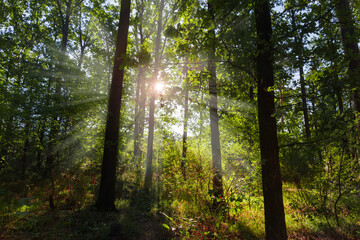 Sunbeams go through the trees branches in morning forest