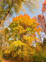 Old maple with bright autumn leaves in park