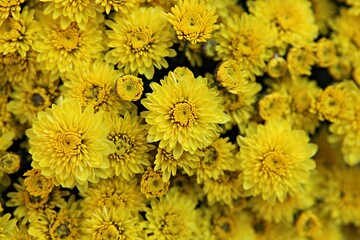 한국 인천시 부평구 부평문화의거리꽃축제입니다