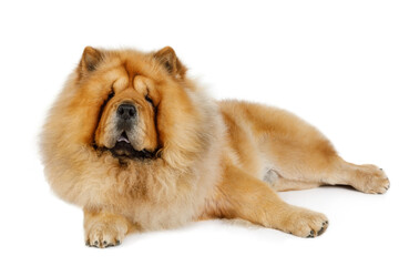 Chow chow in studio