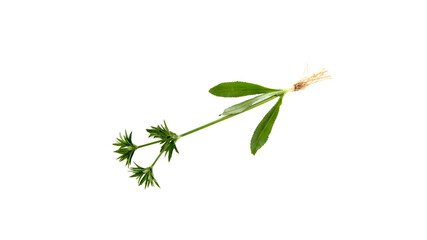Eryngium foetidum tree isolated on a white background.