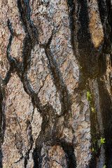 Fire Protection - The thick bark of a Ponderosa Pine along the Cle Elum River in Washington showing signs of surviving a wildfire.