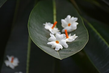 Night flowering jasmine or Parijat or hengra bubar or Shiuli is a species of Nyctanthes fallen on...