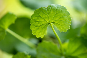 Gotu kola green leaves on a natural background.
