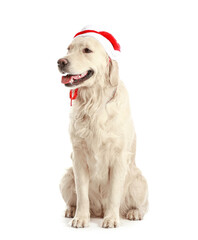 Cute funny dog in Santa hat on white background