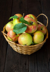 Ripe green-pink apples in a basket on a wooden table in the village. Farming harvest season