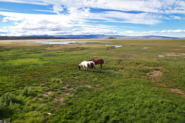 Horses on Lago argentino in El Calafate, Patagonia, Argentina